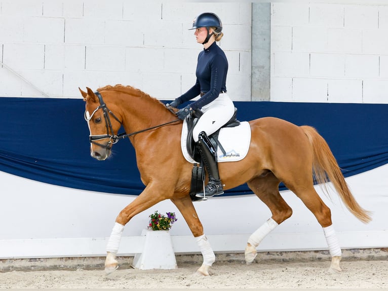 Duitse rijpony Ruin 7 Jaar 151 cm Vos in Marsberg