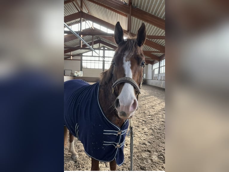 Duitse rijpony Ruin 7 Jaar 151 cm Vos in NeuriedNeuried