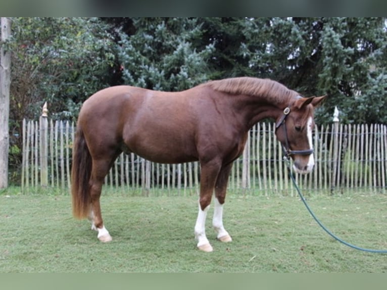 Duitse rijpony Ruin 7 Jaar 151 cm Vos in NeuriedNeuried