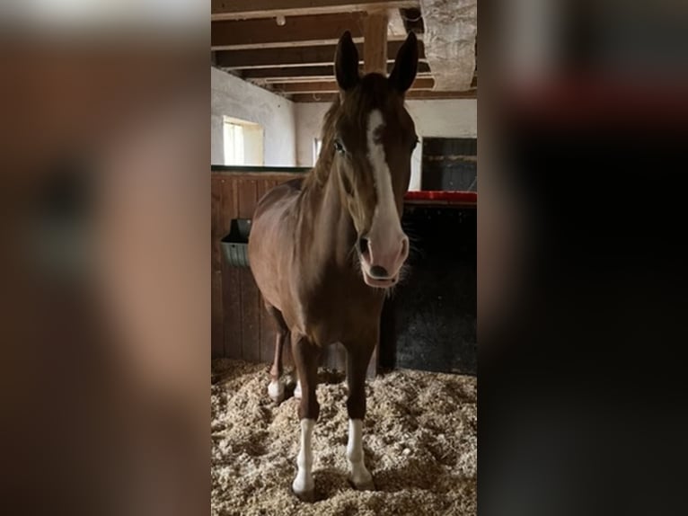 Duitse rijpony Ruin 7 Jaar 151 cm Vos in NeuriedNeuried
