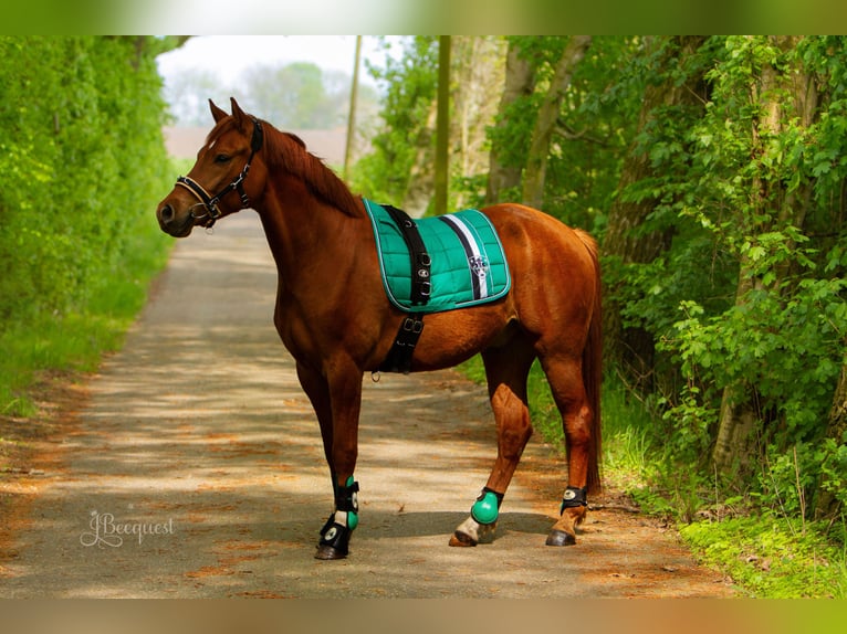 Duitse rijpony Ruin 7 Jaar 152 cm Vos in Ahaus