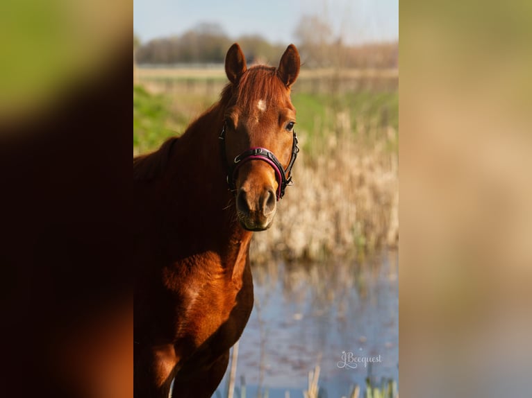 Duitse rijpony Ruin 7 Jaar 152 cm Vos in Ahaus