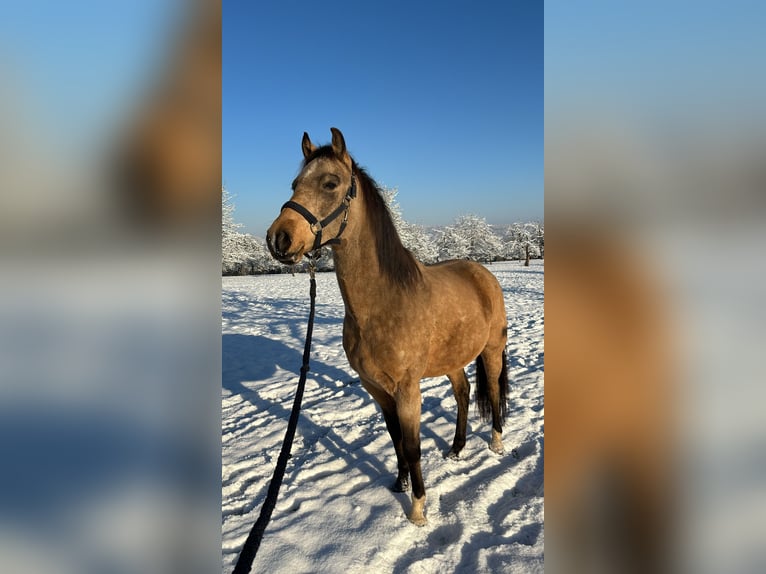 Duitse rijpony Ruin 7 Jaar 153 cm Buckskin in Rottenburg am Neckar