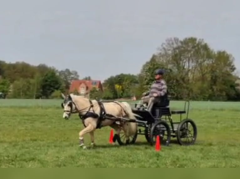 Duitse rijpony Ruin 7 Jaar 153 cm Palomino in Martfeld