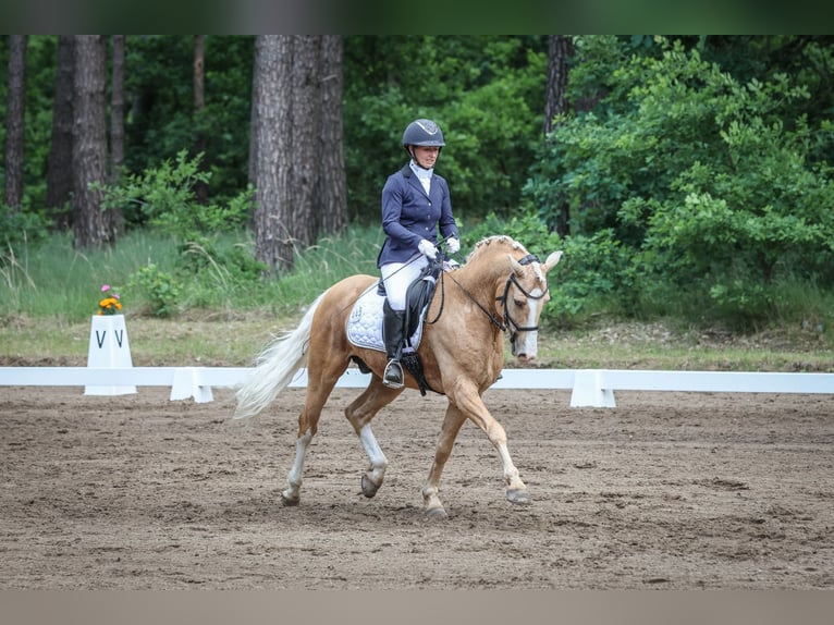 Duitse rijpony Ruin 7 Jaar 153 cm Palomino in Rodewald
