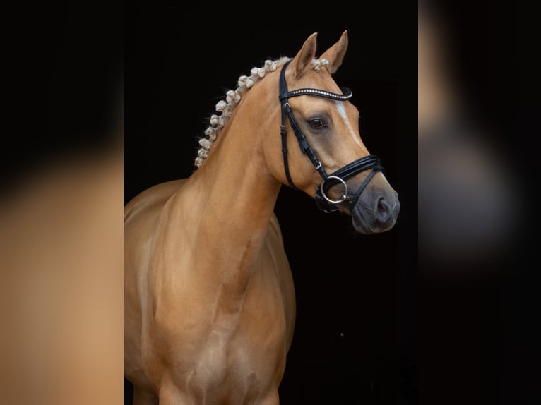 Duitse rijpony Ruin 7 Jaar 153 cm Palomino in Hamburg