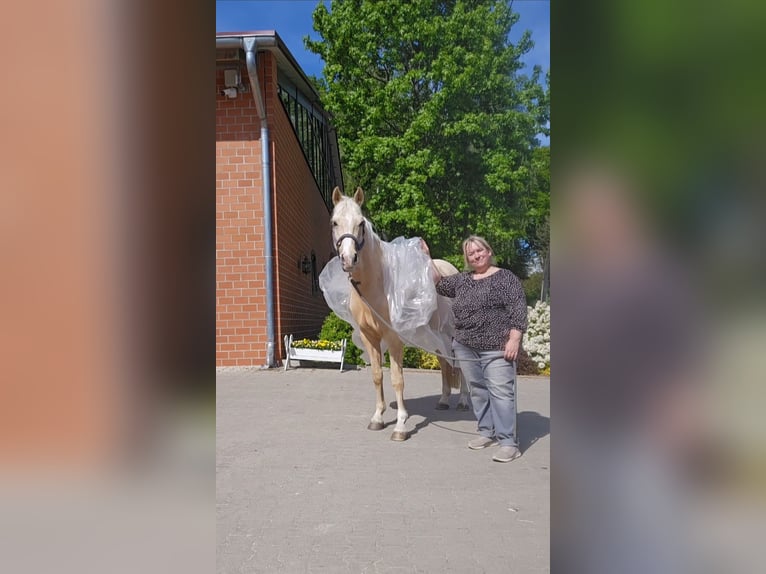 Duitse rijpony Ruin 7 Jaar 153 cm Palomino in Stuhr