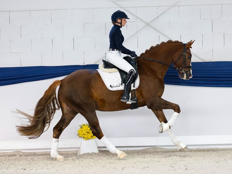Duitse rijpony Ruin 7 Jaar 156 cm Donkere-vos in Marsberg Duitse rijpony Ruin 7 Jaar 156 cm Donkere-vos in Marsberg