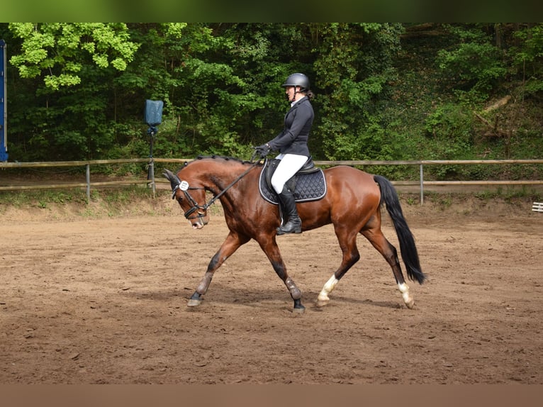 Duitse rijpony Ruin 7 Jaar 158 cm Bruin in Wiesbaden