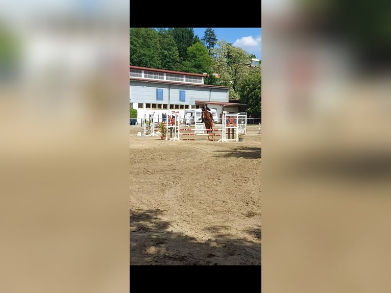 Duitse rijpony Ruin 7 Jaar 158 cm Bruin in Wiesbaden