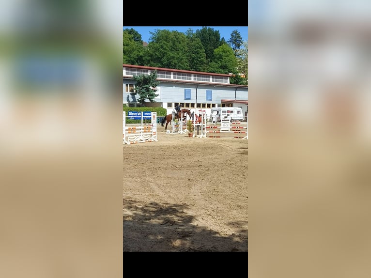 Duitse rijpony Ruin 7 Jaar 158 cm Bruin in Wiesbaden