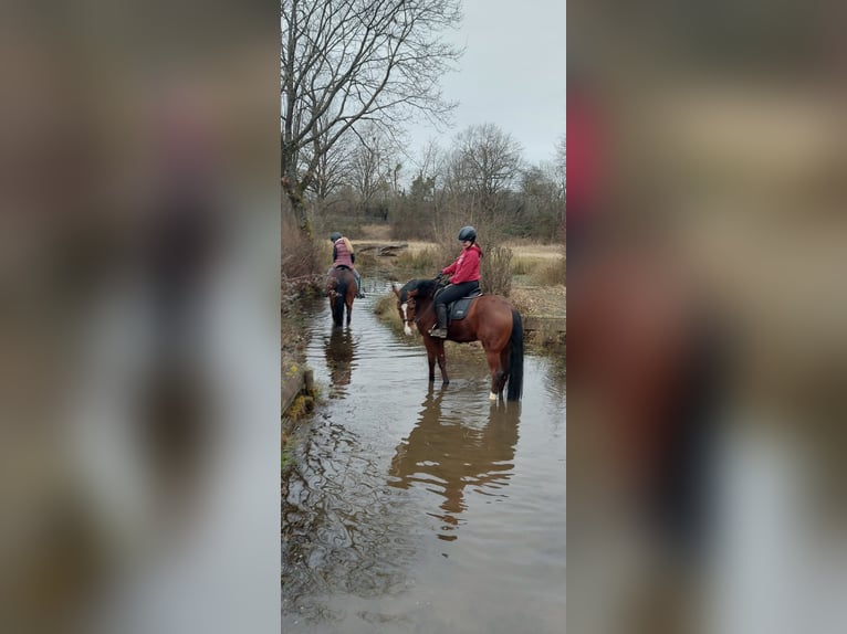 Duitse rijpony Ruin 7 Jaar 158 cm Bruin in Wiesbaden