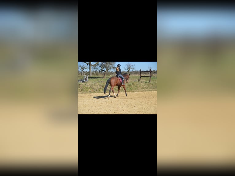 Duitse rijpony Ruin 7 Jaar 158 cm Bruin in Wiesbaden