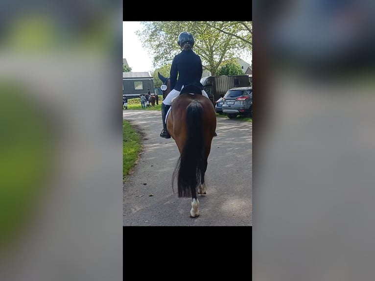 Duitse rijpony Ruin 7 Jaar Bruin in Ratingen