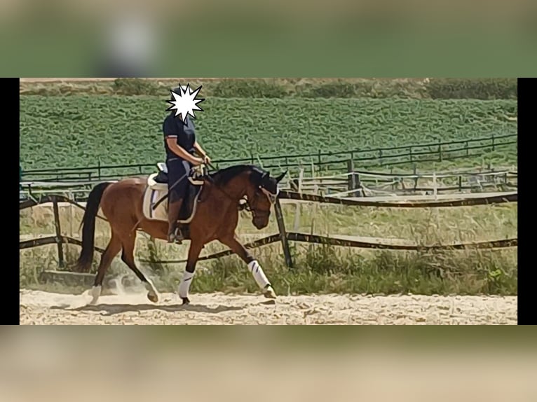 Duitse rijpony Ruin 7 Jaar Bruin in Ratingen