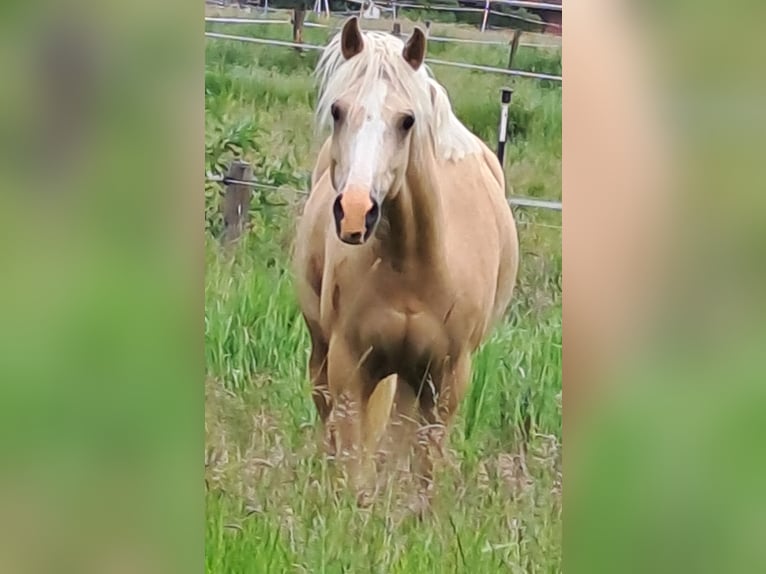 Duitse rijpony Ruin 7 Jaar Palomino in Reinfeld (Holstein)