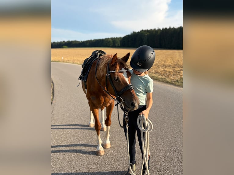 Duitse rijpony Mix Ruin 8 Jaar 135 cm Roodvos in Deuerling