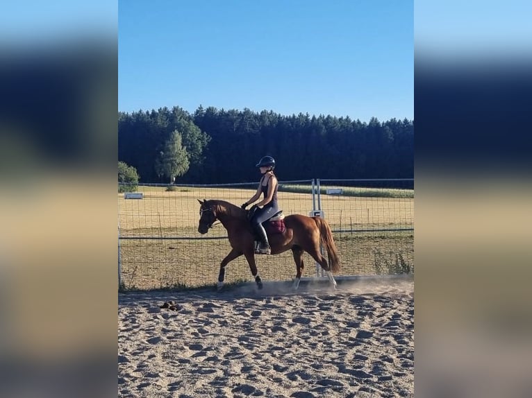 Duitse rijpony Mix Ruin 8 Jaar 135 cm Roodvos in Deuerling