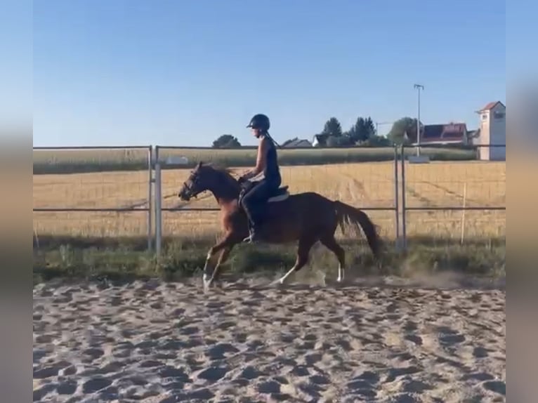 Duitse rijpony Mix Ruin 8 Jaar 135 cm Roodvos in Deuerling