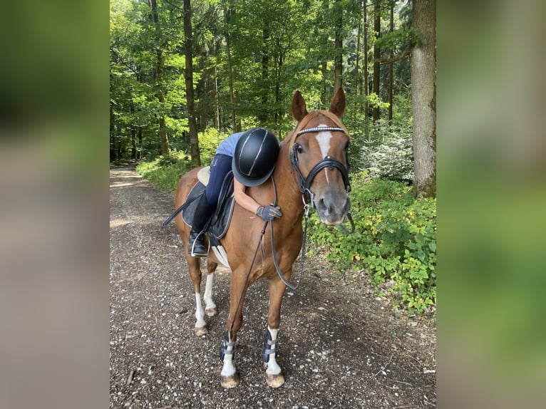 Duitse rijpony Mix Ruin 8 Jaar 135 cm Roodvos in Deuerling