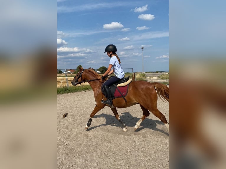 Duitse rijpony Mix Ruin 8 Jaar 135 cm Roodvos in Deuerling