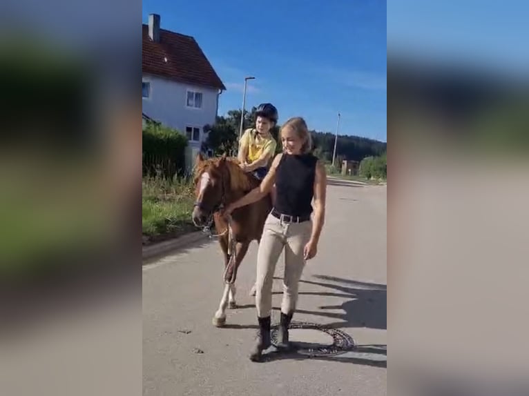 Duitse rijpony Mix Ruin 8 Jaar 135 cm Roodvos in Deuerling