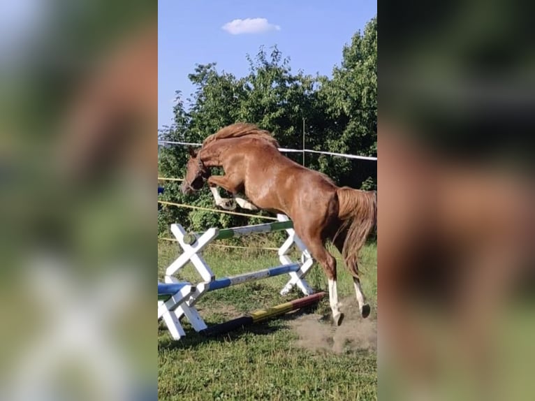 Duitse rijpony Mix Ruin 8 Jaar 135 cm Roodvos in Deuerling