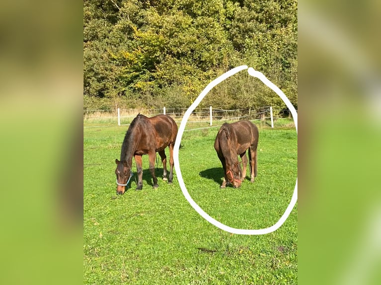 Duitse rijpony Ruin 8 Jaar 138 cm Donkere-vos in RekenReken