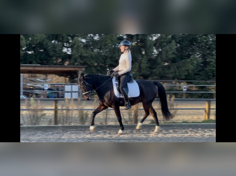 Duitse rijpony Ruin 8 Jaar 140 cm Donkerbruin in SolingenSolingen