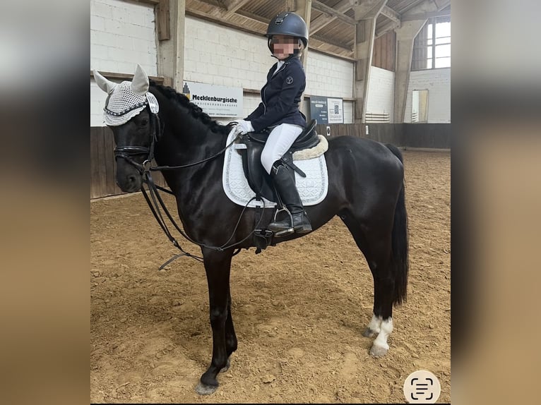 Duitse rijpony Ruin 8 Jaar 140 cm Zwart in Rosdorf