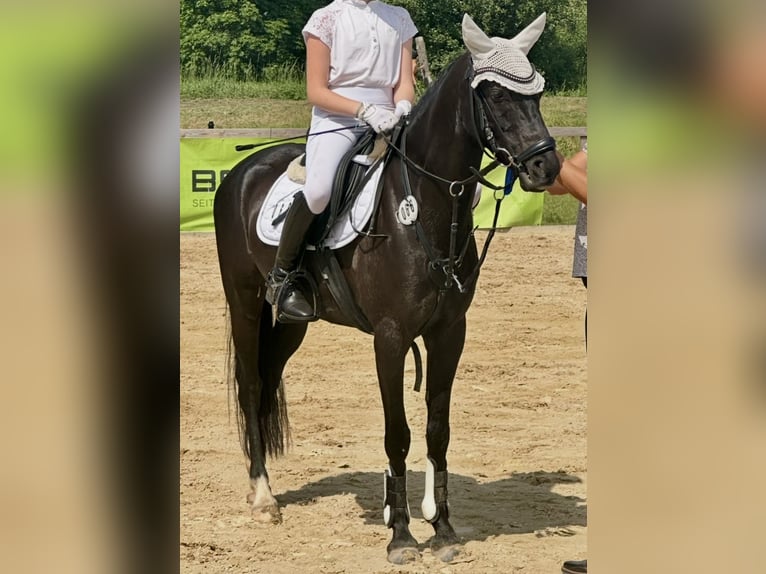 Duitse rijpony Ruin 8 Jaar 140 cm Zwart in Rosdorf