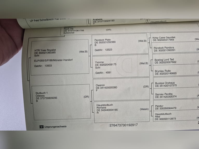 Duitse rijpony Ruin 8 Jaar 142 cm Schimmel in Rottweil
