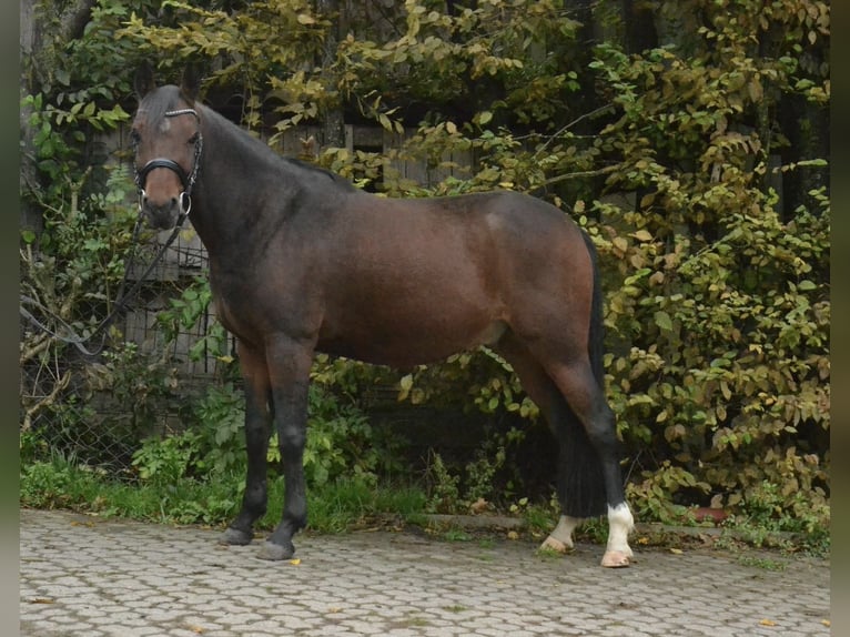 Duitse rijpony Ruin 8 Jaar 143 cm Bruin in Würzburg