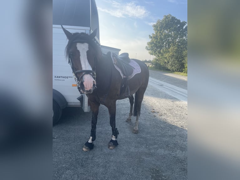 Duitse rijpony Ruin 8 Jaar 144 cm Donkerbruin in Risum-Lindholm