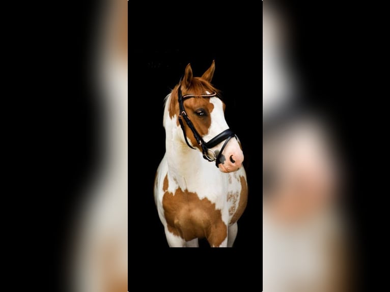 Duitse rijpony Ruin 8 Jaar 144 cm Gevlekt-paard in Augusteborg