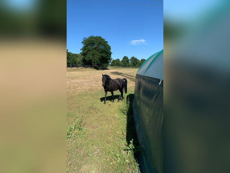 Duitse rijpony Ruin 8 Jaar 144 cm Zwart in Vorbeck