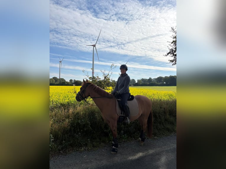 Duitse rijpony Ruin 8 Jaar 145 cm Red Dun in Siezbüttel