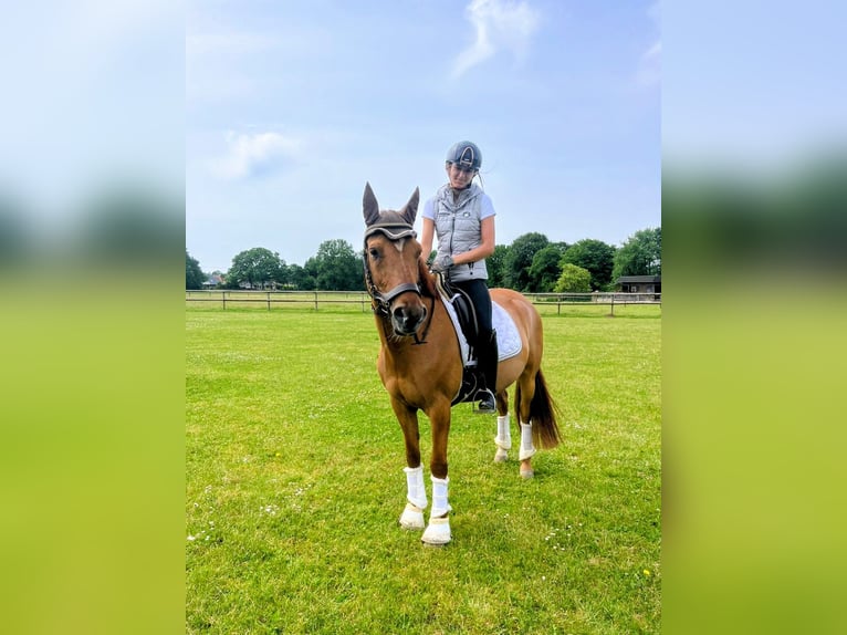 Duitse rijpony Ruin 8 Jaar 145 cm Red Dun in Siezbüttel