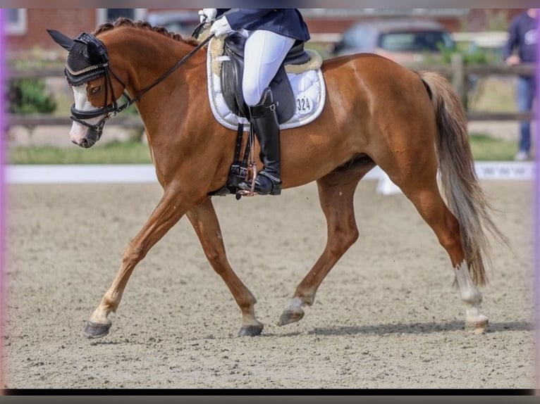 Duitse rijpony Ruin 8 Jaar 145 cm Vos in Quickborn
