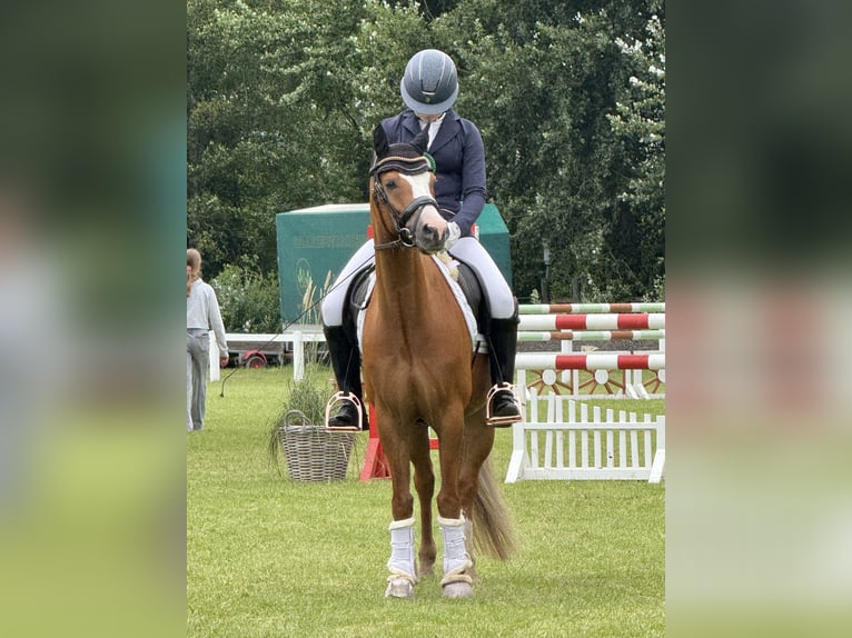 Duitse rijpony Ruin 8 Jaar 145 cm Vos in Quickborn