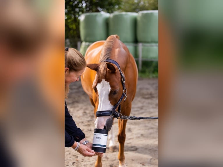 Duitse rijpony Ruin 8 Jaar 145 cm Vos in Quickborn