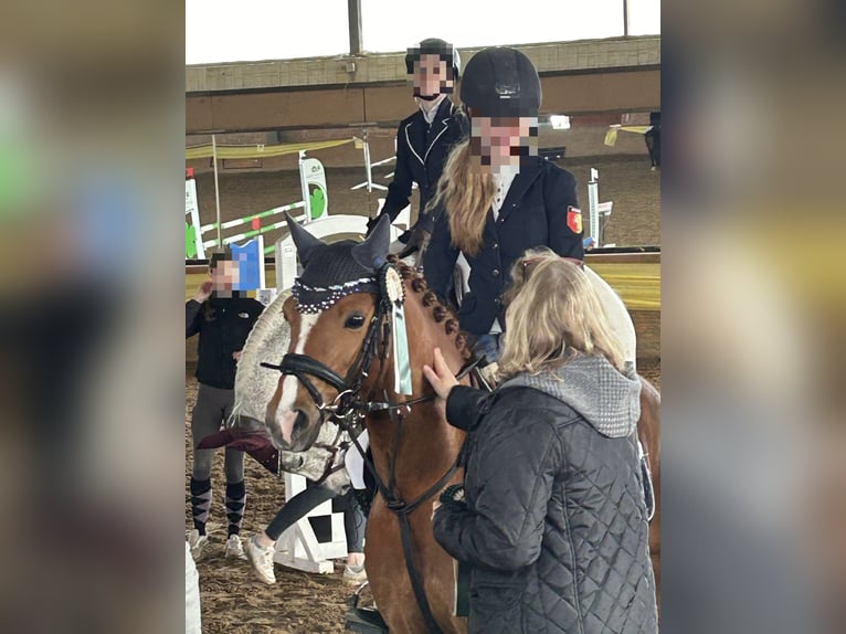 Duitse rijpony Ruin 8 Jaar 145 cm Vos in Melle