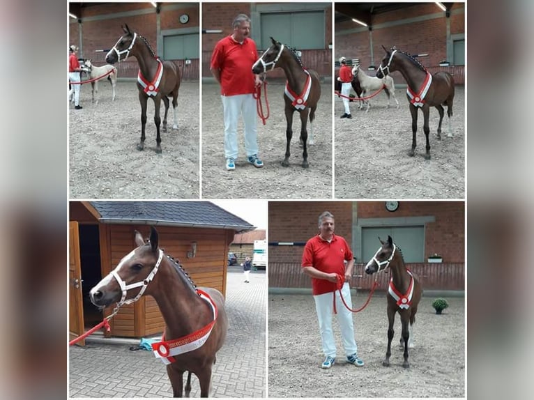 Duitse rijpony Ruin 8 Jaar 146 cm Bruin in Egelsbach