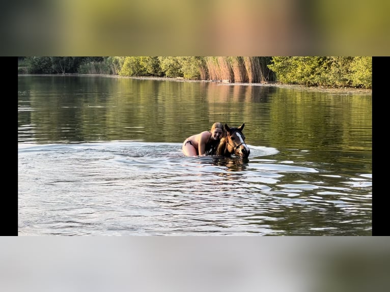 Duitse rijpony Ruin 8 Jaar 146 cm Bruin in Egelsbach