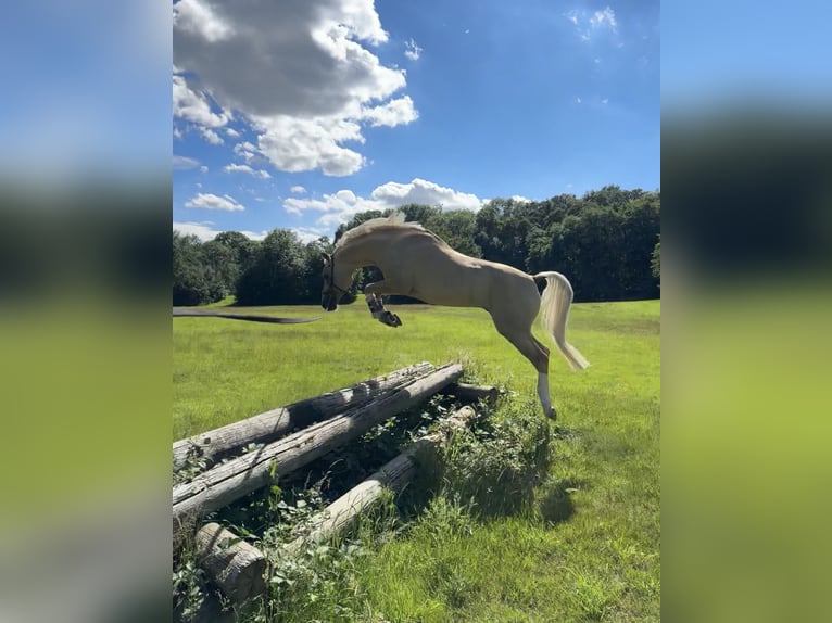 Duitse rijpony Ruin 8 Jaar 146 cm Dunalino in Köln