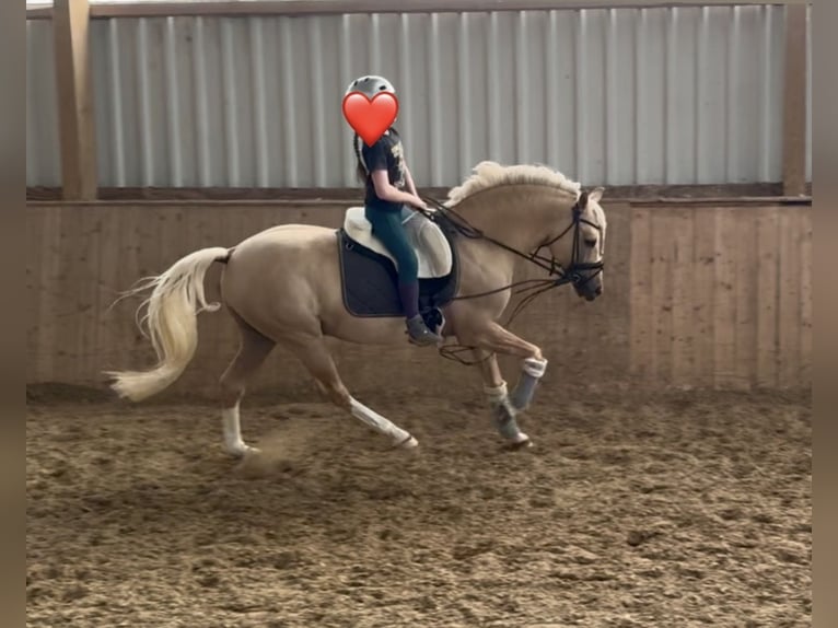 Duitse rijpony Ruin 8 Jaar 146 cm Dunalino in Köln