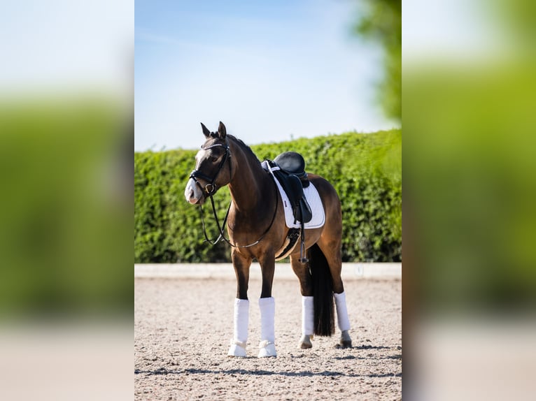 Duitse rijpony Ruin 8 Jaar 146 cm Falbe in Zevergem