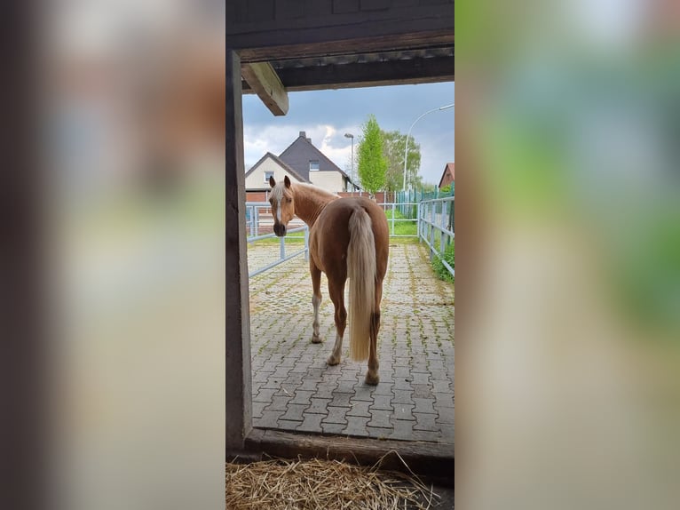 Duitse rijpony Ruin 8 Jaar 146 cm Palomino in J&#xFC;chen