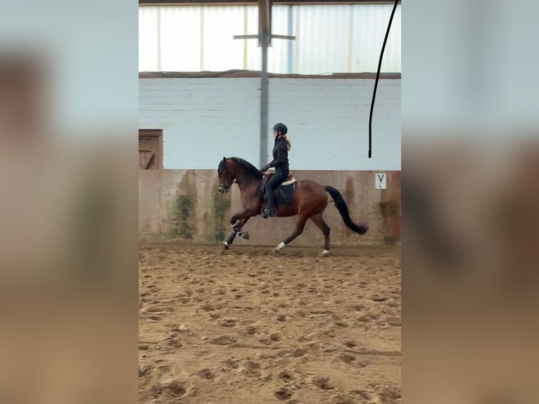 Duitse rijpony Ruin 8 Jaar 147 cm Bruin in Ahrensburg