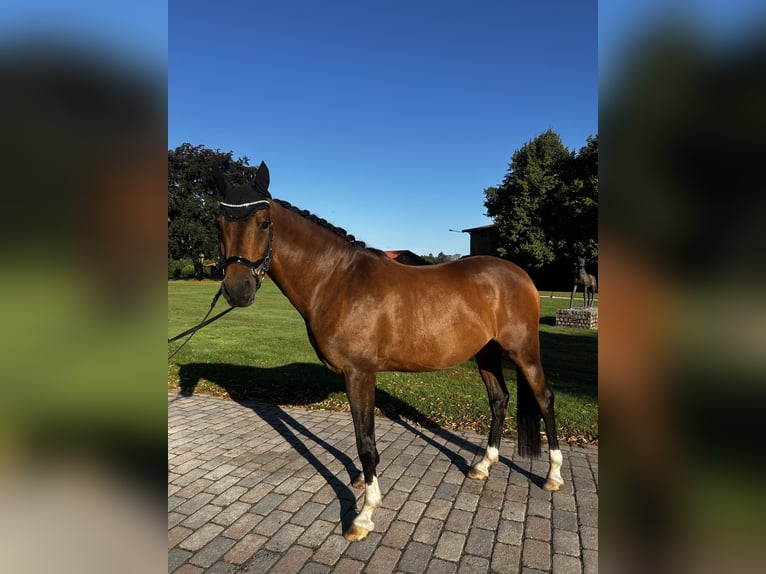 Duitse rijpony Ruin 8 Jaar 147 cm Bruin in Tangstedt